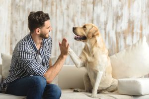 Labradors as good family dogs