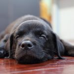 Labrador puppy sleeping on the floor