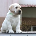 Labrador puppy sitting outside