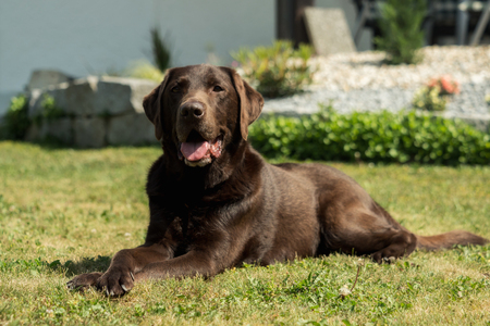 Labrador Retriever sitting on grass