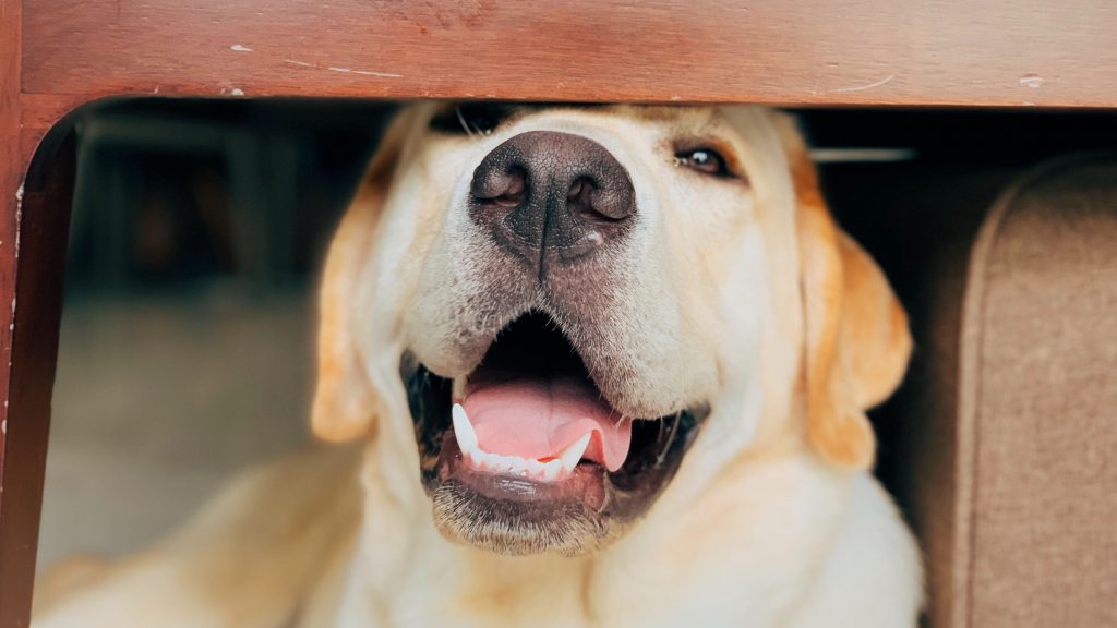 Labrador retriever under table