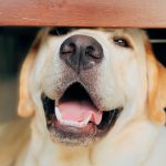 Labrador retriever under table