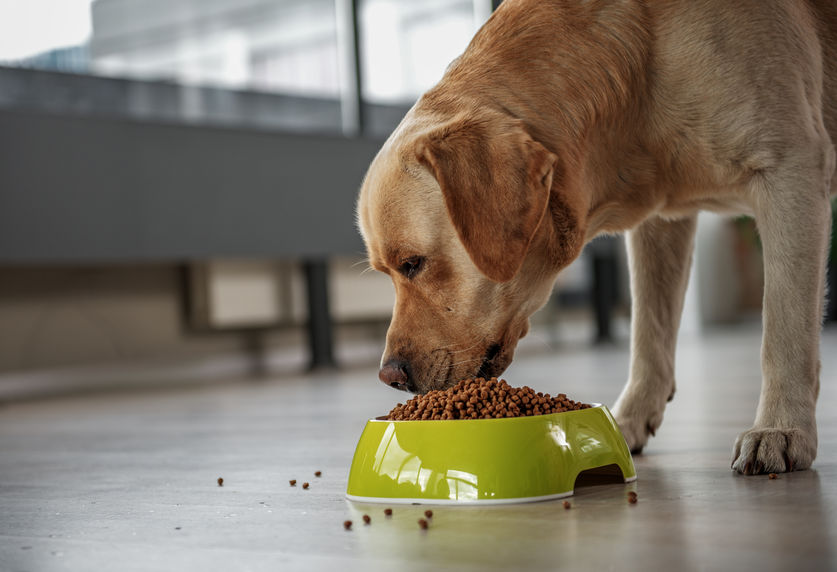 Labrador eating food