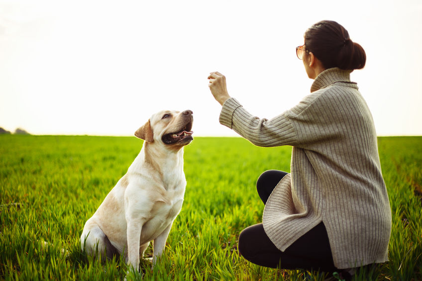 Labrador Playing with Owner