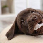 Labrador with toothbrush
