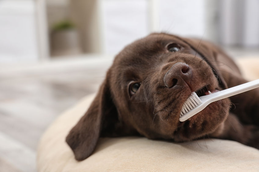 Labrador with toothbrush