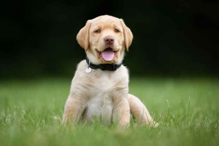 Labrador puppy