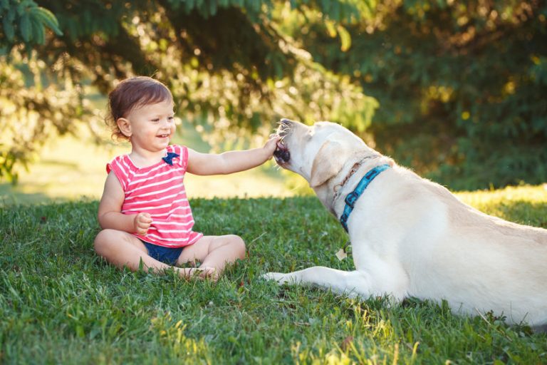 Why are Labrador Retrievers the Best Family Dog? Hidden Pond Labradors