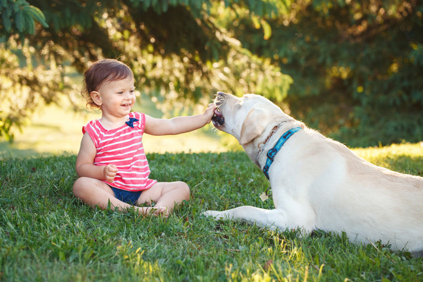 Labrador retriever with child