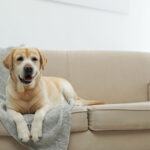 Labrador watch dog on sofa