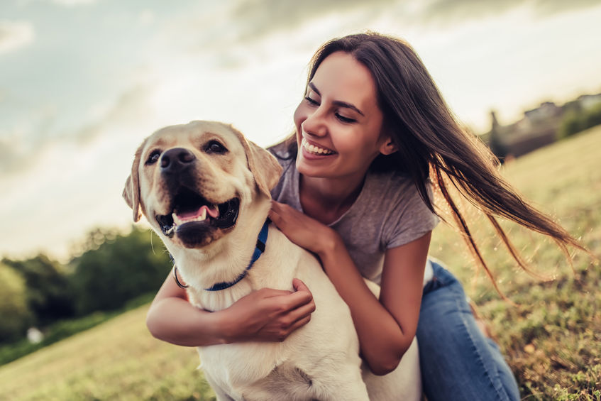 Labrador Retriever service dog