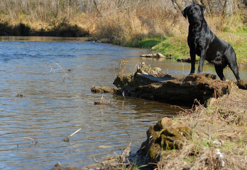 Summer activities with labrador retriever