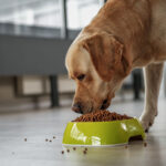 Labrador Retriever eating their food