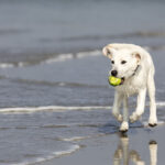 Labrador Retriever running along the beach