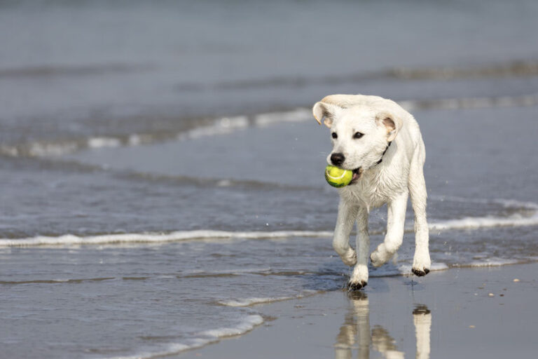 How to Train Your Labrador Retriever to be Off the Leash Hidden Pond