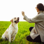 Training your labrador retriever as a puppy
