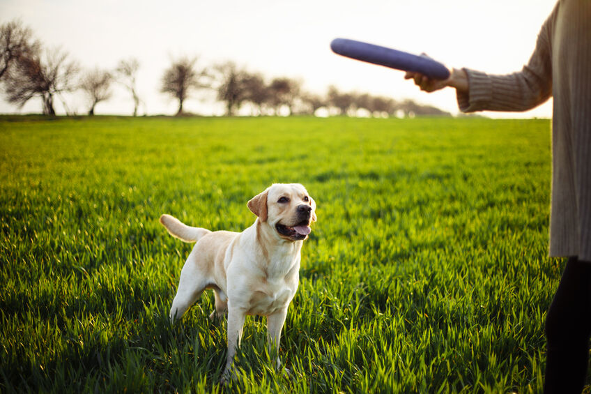 Hidden best sale springs labradors