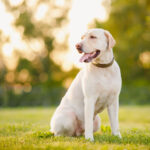 Labrador Retriever sitting outside in the summer