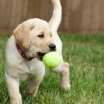Labrador Retriever puppy playing in yard
