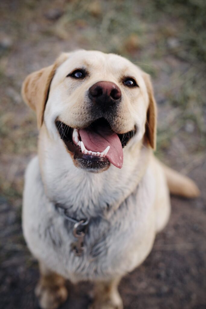 Labrador Retriever ready to eat their food