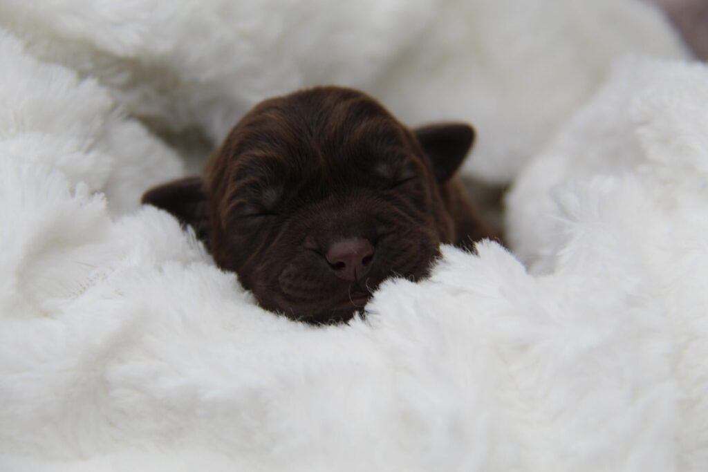Chocolate Labrador Puppy