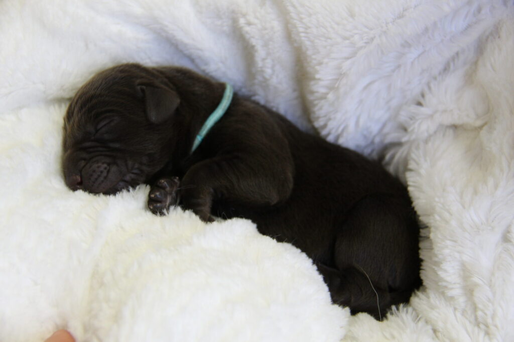 Chocolate Lab Puppy