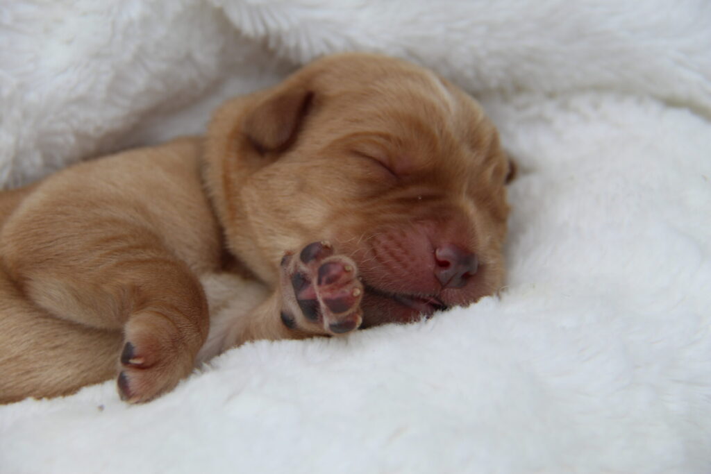 Fox Red/Yellow Lab Puppy