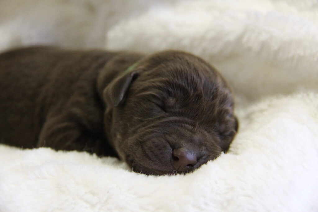 Labrador Retriever Puppy