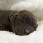 Labrador Retriever Puppy
